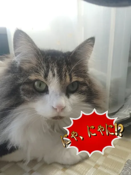 かな(喘ぐ！潮吹く！の超淫乱ドM)デリボックス