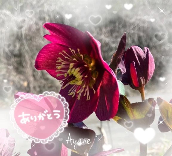 17日11時30分発車のY様へ