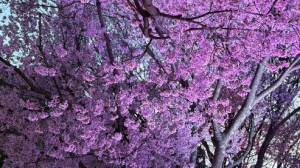 04/10 14:16かりん 奥様