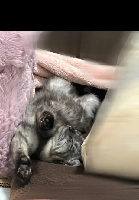 とうかロイヤルクラブ