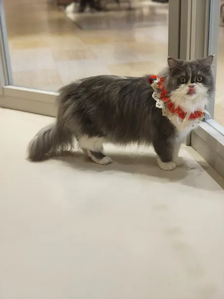 まさみ　奥様SUTEKIな奥様は好きですか？