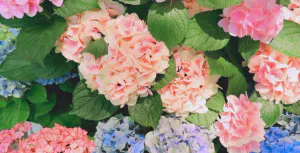 今日も/ゆきな 奥様