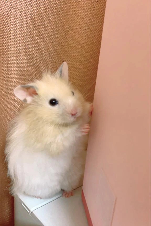 恵梨(えり)グランドオペラ福岡