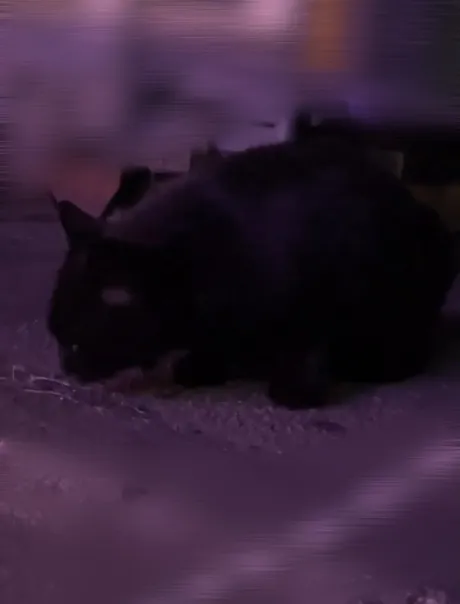 Q. こりゎ犬ですか ❔/ルア【EDENコース】青森・弘前出勤