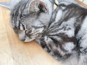 ゆきな 奥様仙台人妻セレブリティー