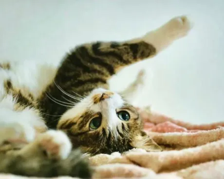 かすみ宮城仙南ちゃんこ