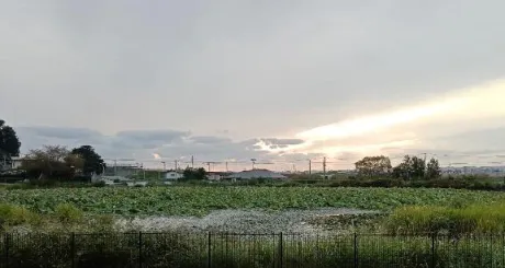 綺麗な蓮の花