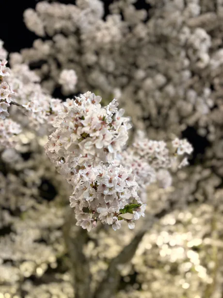 出勤します/はるな【青森大釈迦】