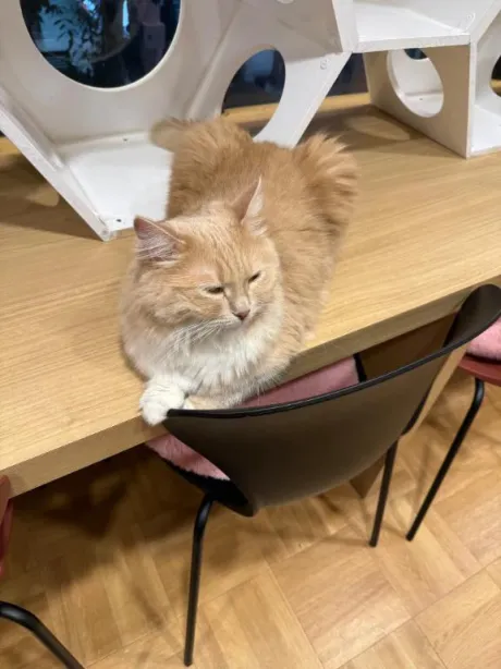 体験入店 ほむら3年H組