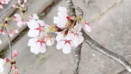 新人えまのブログ 初めまして