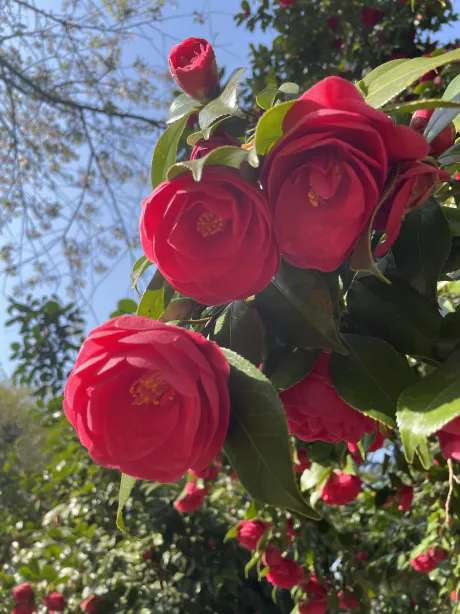明日/もえ【青森大釈迦】