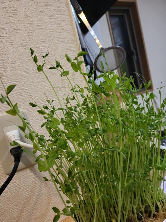 おはようございます٩(*´꒳`*)۶