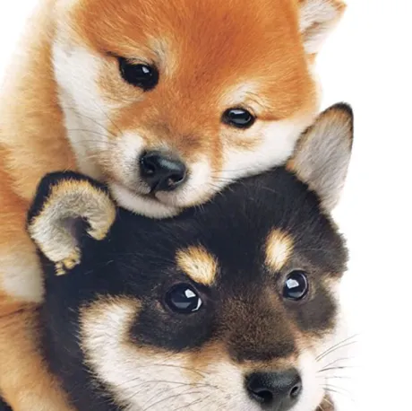 ありがとう ( * ・ω・) ノ