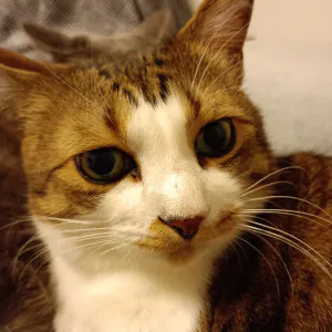 ゆうな 奥様のブログ 風邪。