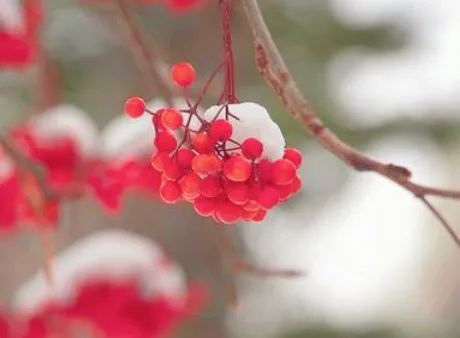 お休み☃️✨/さな【弘前黒石大釈迦】