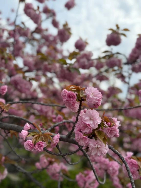 新人・叶羽(とわ)グランドオペラ福岡