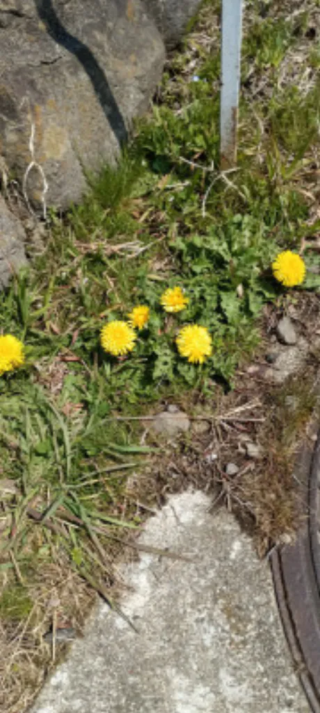 ゆうな 奥様仙台人妻セレブリティー