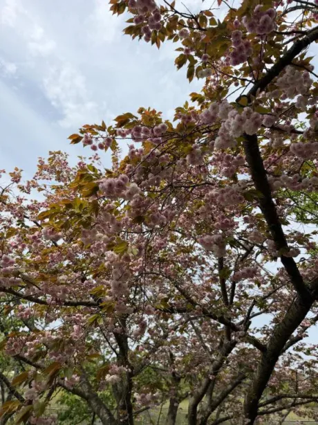 お花見した？/えみり