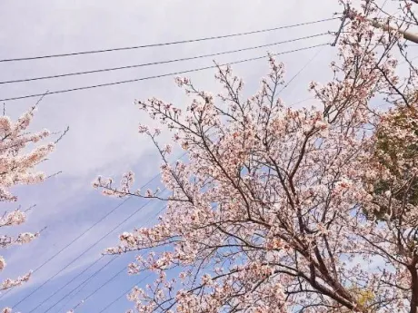 チアキ人妻生レンタルーNTRー