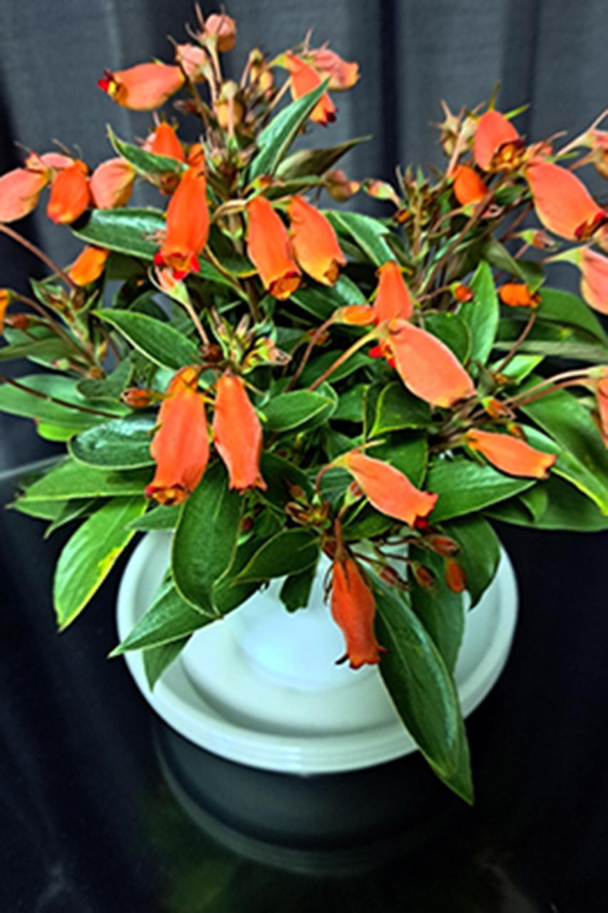 お誘い待ってます/あや