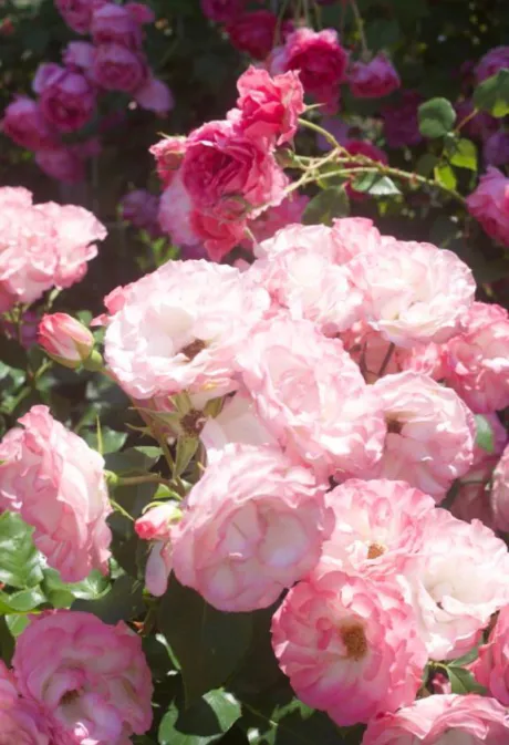 新人　ゆなデリヘルで遊ぼう!!-仙台店-