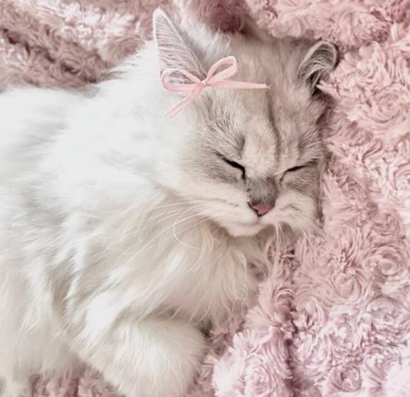 💤
