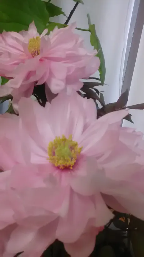 しずか奥鉄オクテツ仙台店（デリヘル市場グループ）