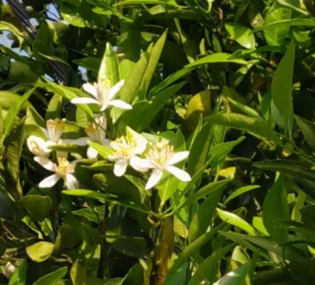 こんにちは/みれい