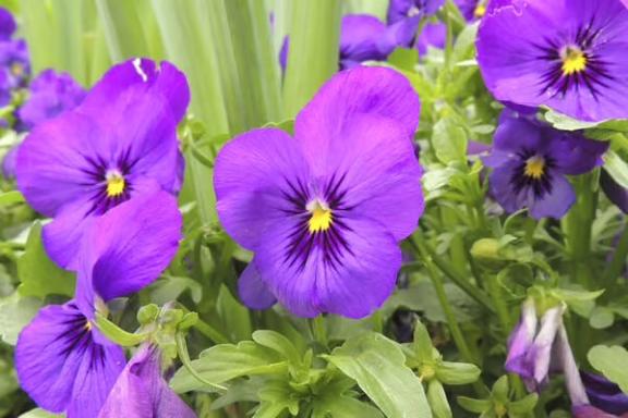 新人あず奥様メモリアル