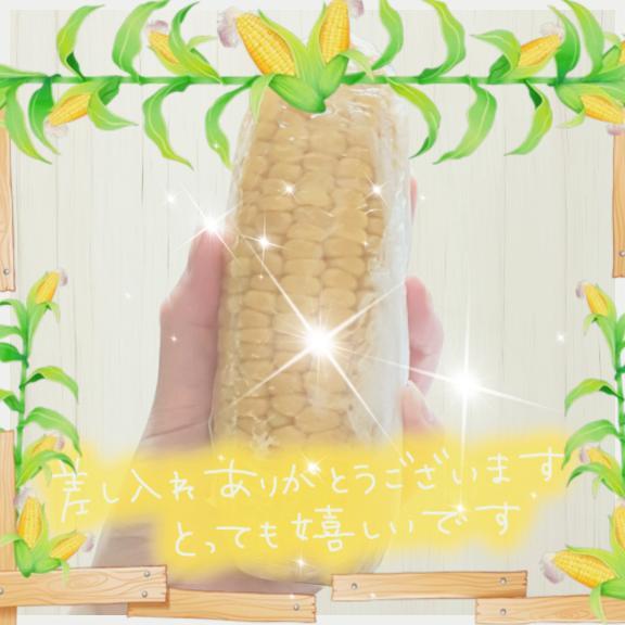 トウモロコシの季節🌽