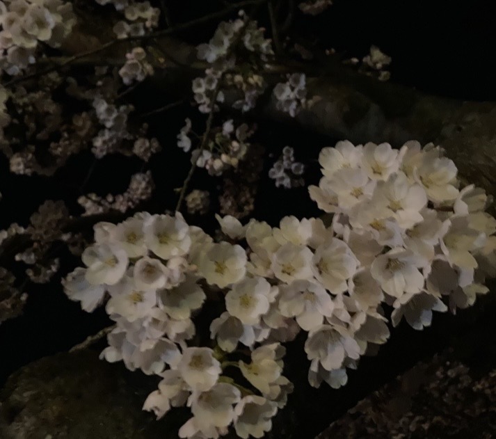 イブ 4/13体験入店弘前黒石ちゃんこ