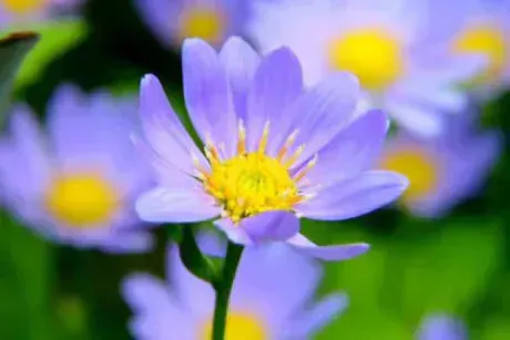 5/13ミヤコワスレ🥀/あず