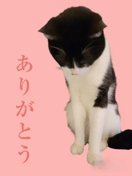 るり・過激すぎる生動画配信中奥様メモリアル