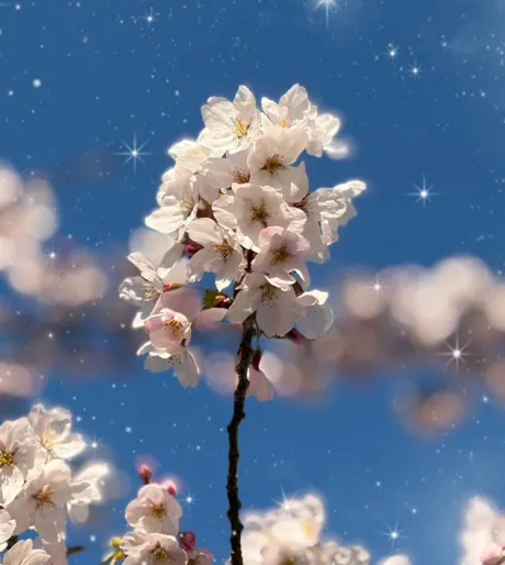 さくら咲く🌸🍡/☆ともか奥様