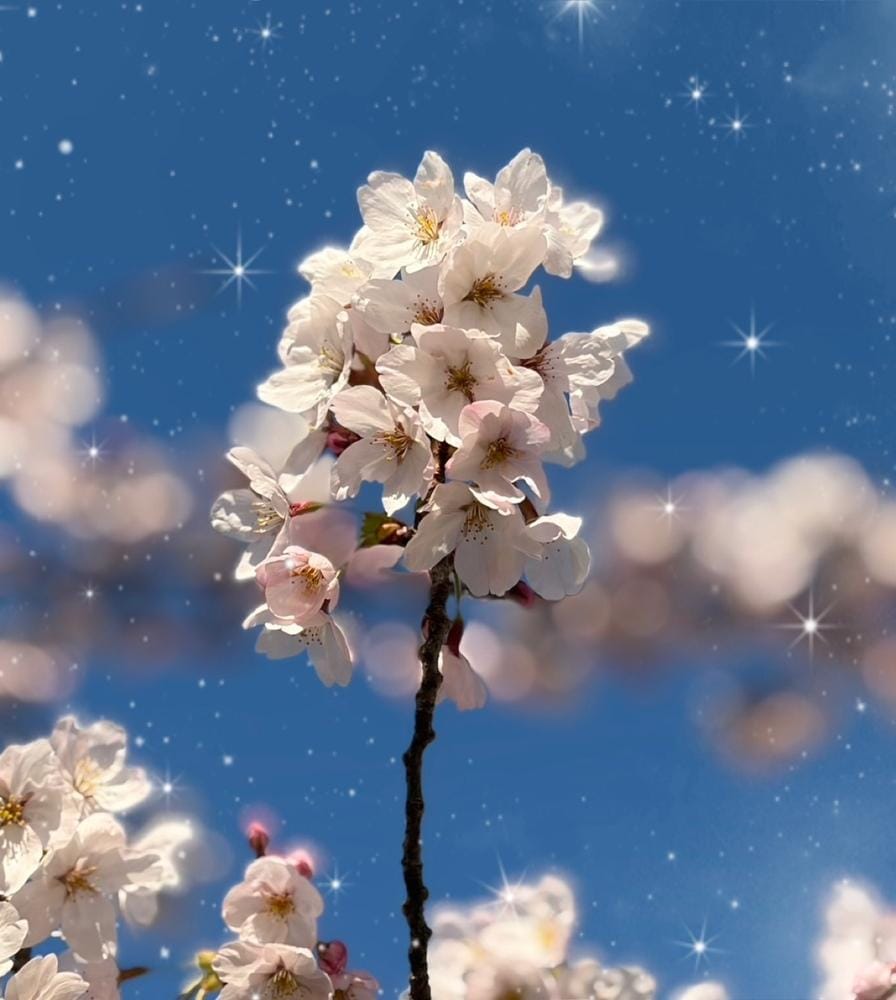 さくら咲く🌸🍡/☆ともか奥様