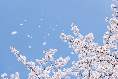おはようございます/ゆりか