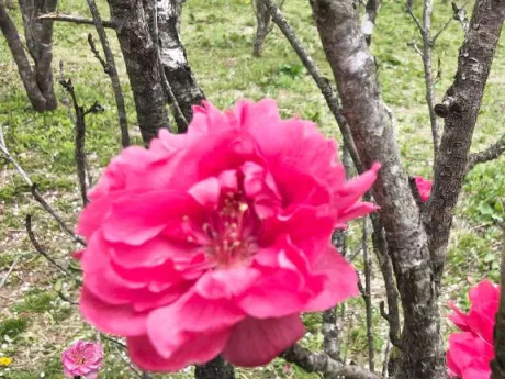 ありがとう/後藤(ごとう)