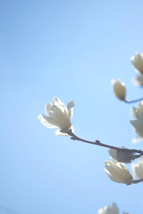 恵梨(えり)のブログ 白木蓮