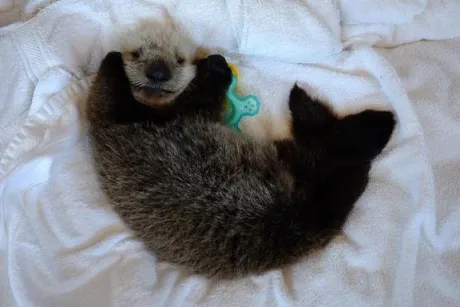 お礼日記🐈‍⬛ ͗ ͗〰︎︎❤︎/あすか