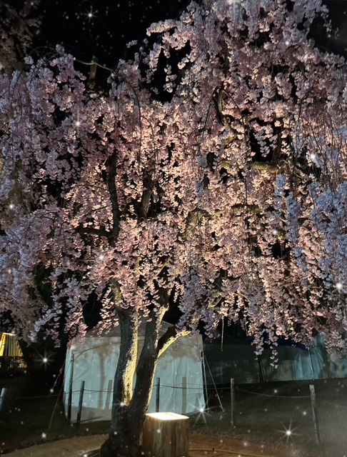 ももこです(^з^)明日18日出勤/ももこ