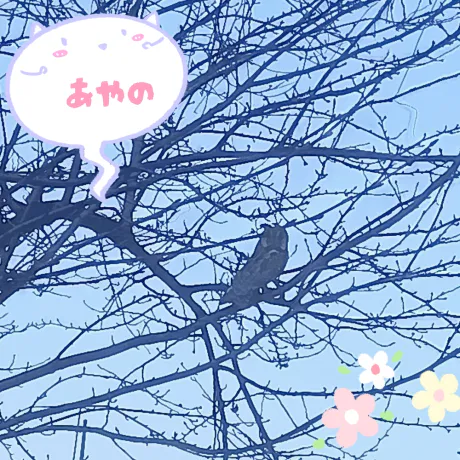 新人あやのさん[弘前]MIMOSA