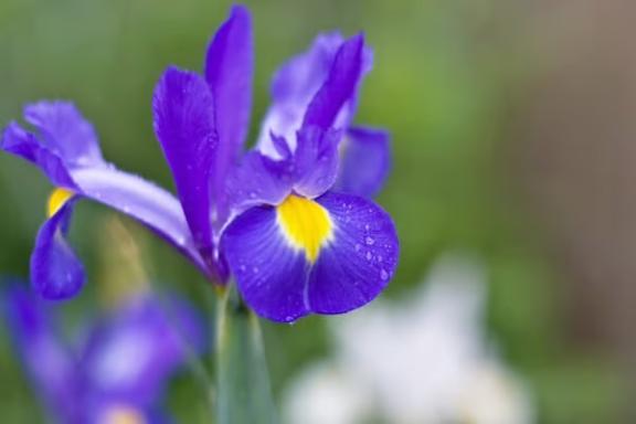 新人あず奥様メモリアル