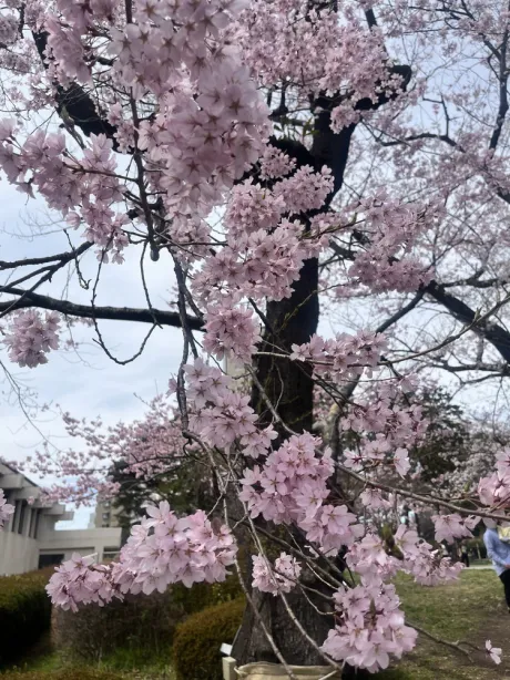 お花見 /ひとみ