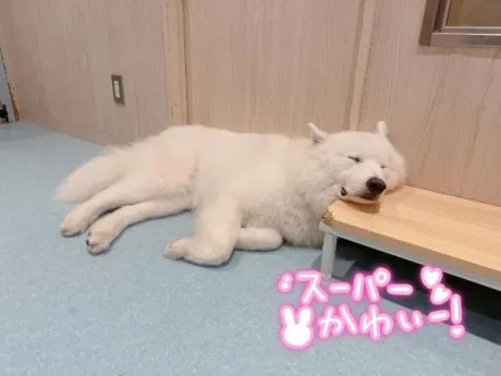 ★ほしの★ぽちゃかわデリバリー バルーン郡山店
