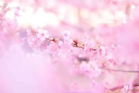 そら仙台人妻花こよみ