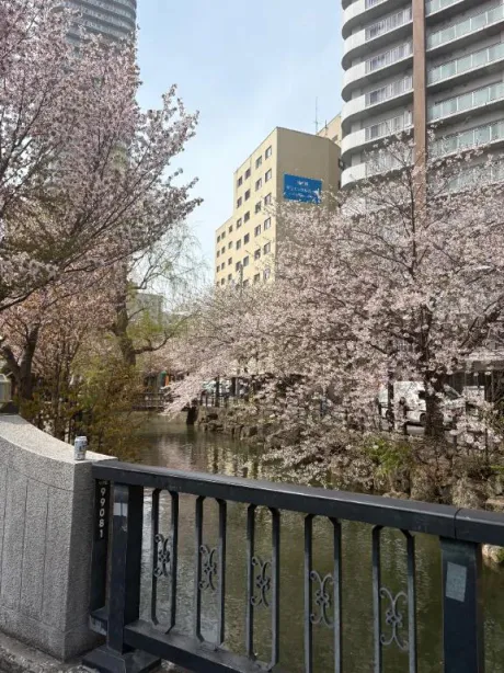 かなた(弘前)のブログ 地元の街並みに咲く桜🌸