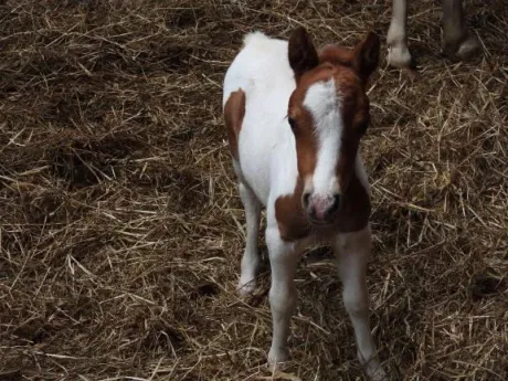 しずかダンシングおっぱいTEAM爆