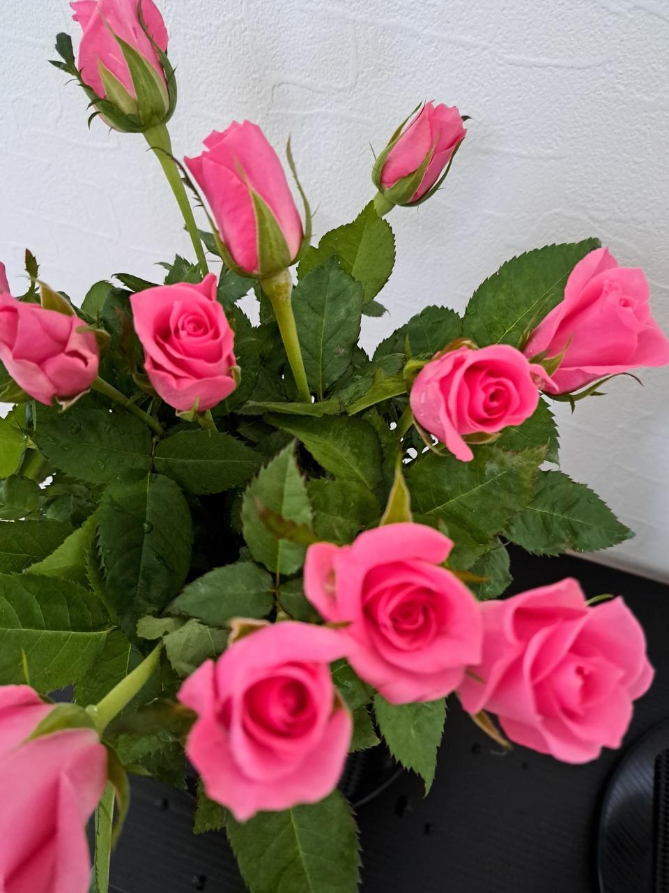 よろしくお願いします/あや