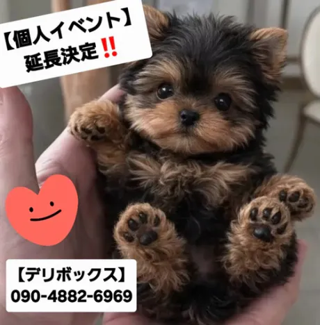 めい (魅惑のEカップ、パイパン嬢)デリボックス