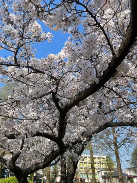 🌉⭐️/架純（かすみ）